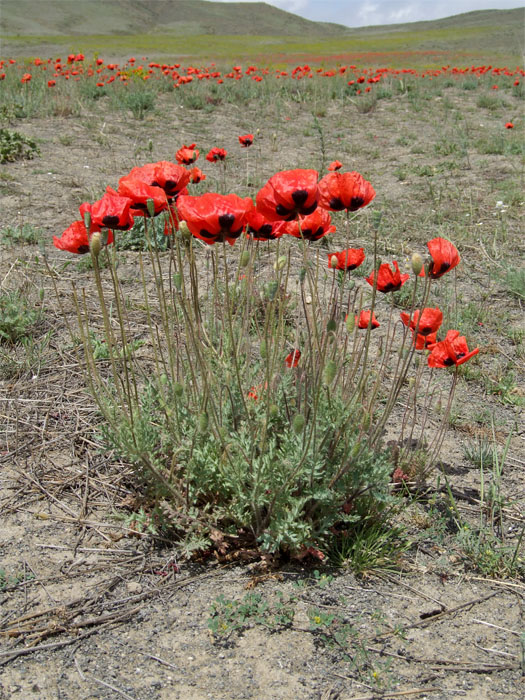 Изображение особи Papaver bipinnatum.