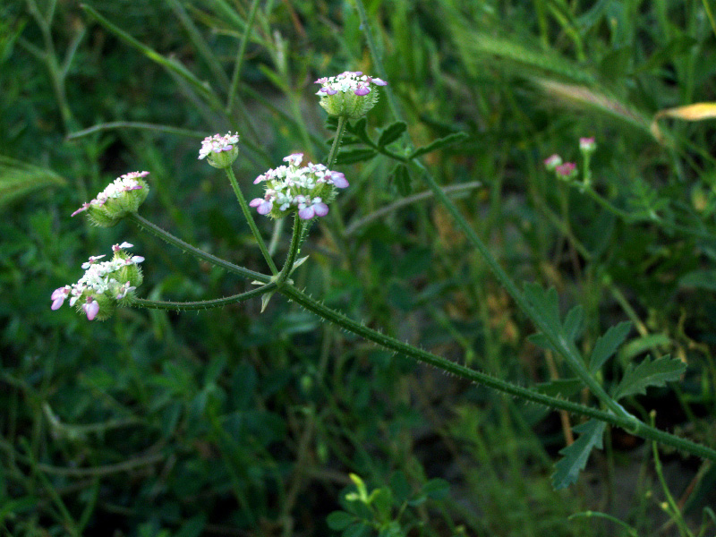 Image of Turgenia latifolia specimen.