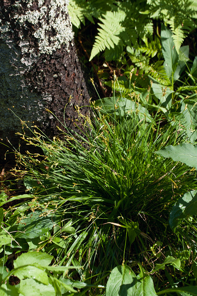 Изображение особи Carex ornithopoda.