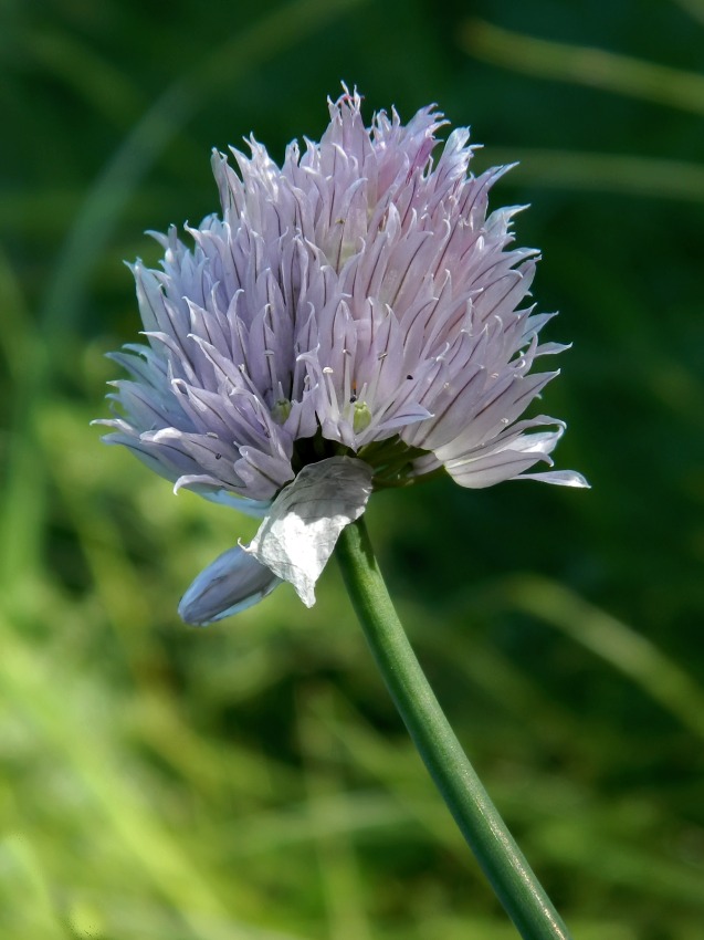 Изображение особи Allium schoenoprasum.