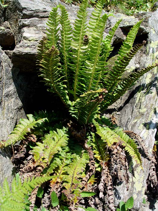 Image of Polystichum lonchitis specimen.