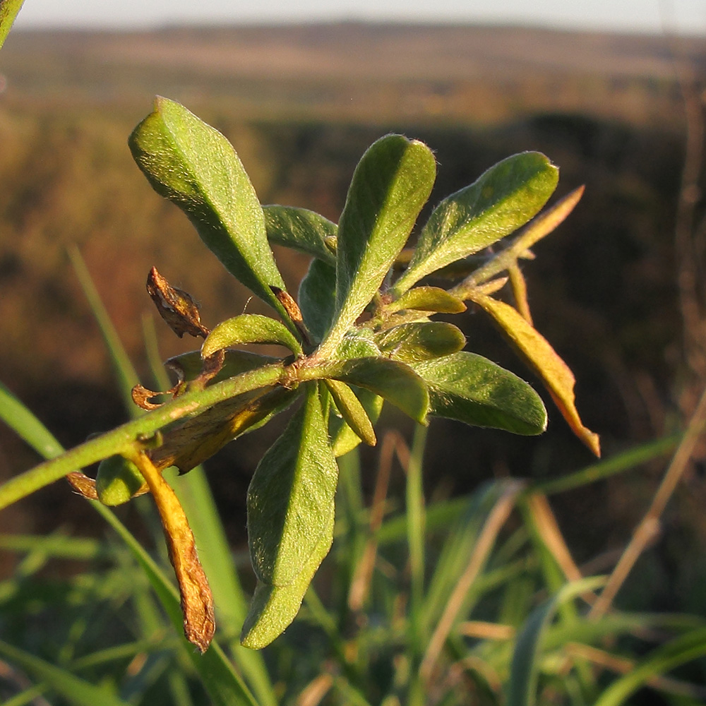 Image of Convolvulus cantabrica specimen.