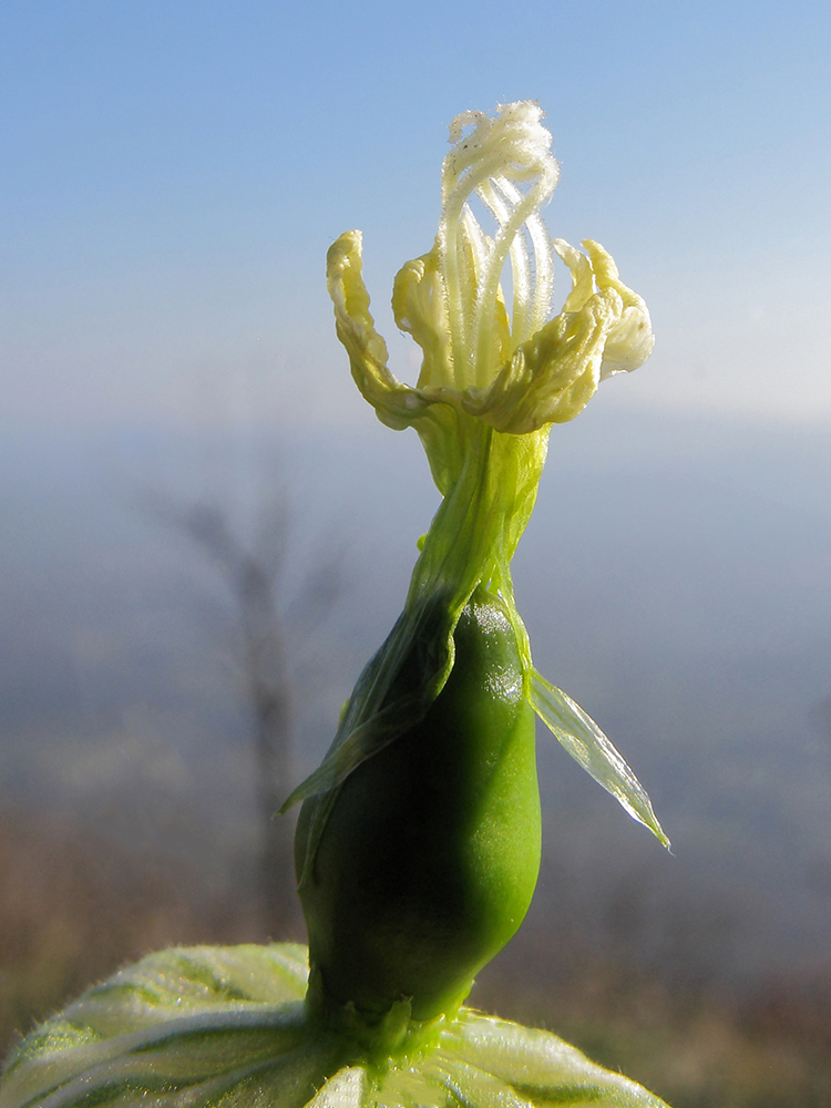 Image of genus Melandrium specimen.