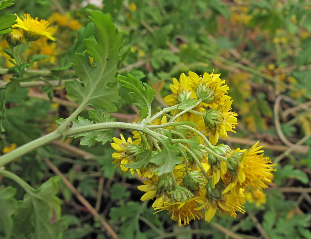 Image of Chrysanthemum indicum specimen.