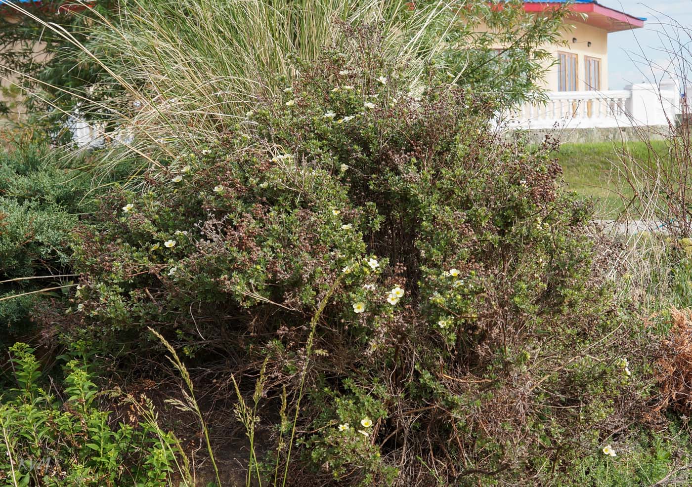 Image of Dasiphora fruticosa specimen.