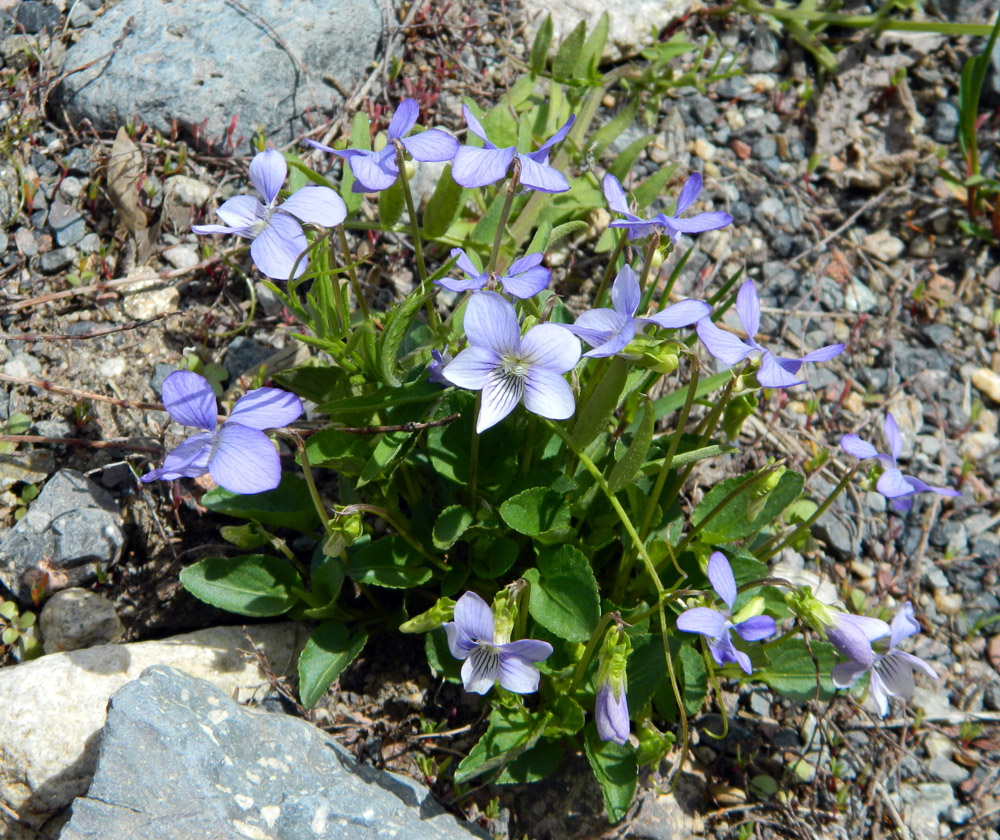 Image of Viola sieheana specimen.