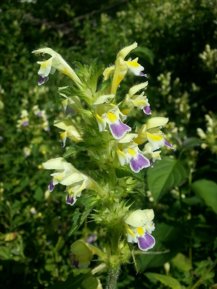 Изображение особи Galeopsis speciosa.