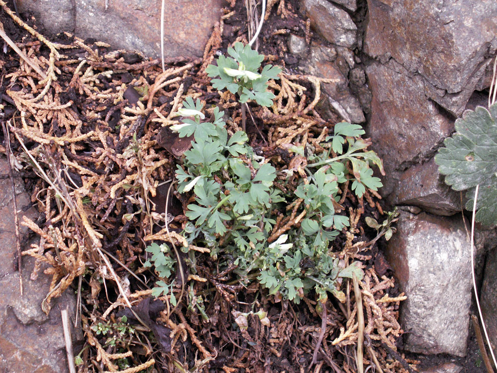 Image of Corydalis capnoides specimen.