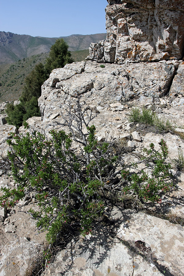 Image of Cerasus tianshanica specimen.