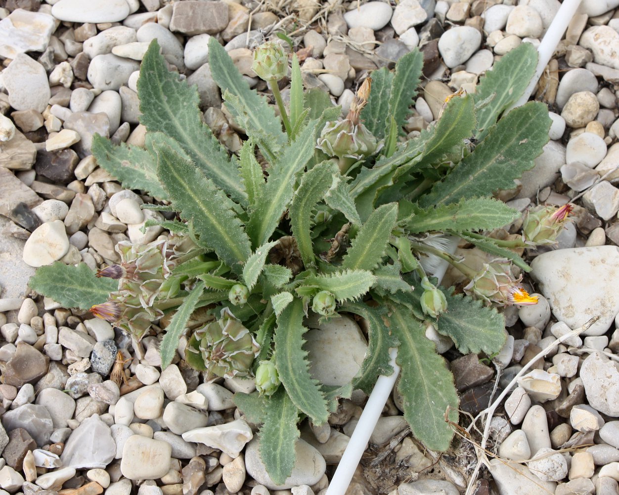 Image of Reichardia tingitana specimen.