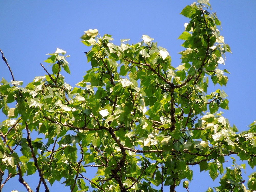 Изображение особи Populus &times; sibirica.