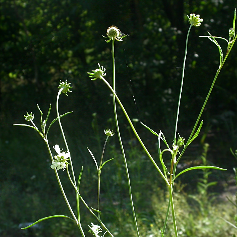 Изображение особи Scabiosa ochroleuca.