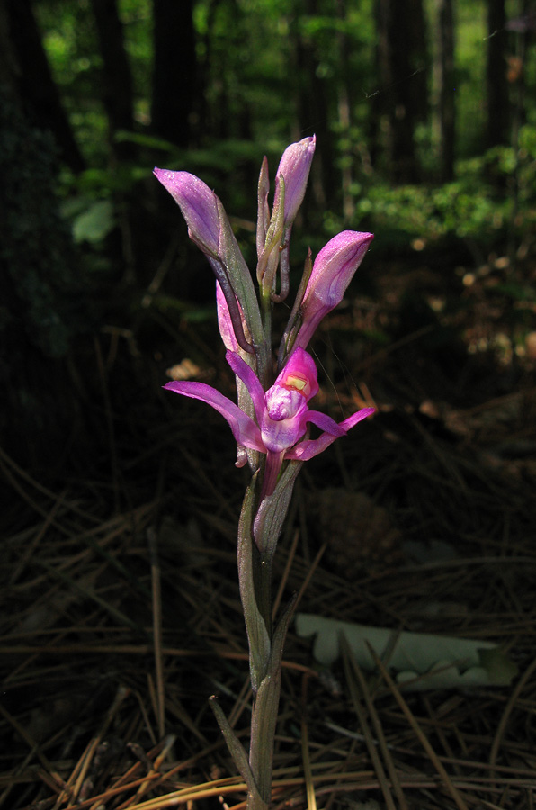 Image of Limodorum abortivum var. rubrum specimen.