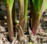 Convallaria majalis. Основания побегов. Германия, г. Дюссельдорф, Ботанический сад университета. 04.05.2014.