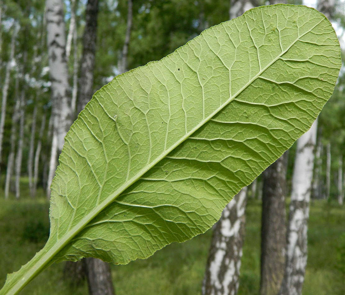 Image of Primula veris specimen.