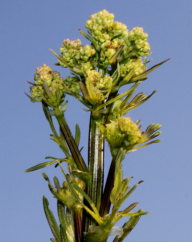 Image of genus Thalictrum specimen.