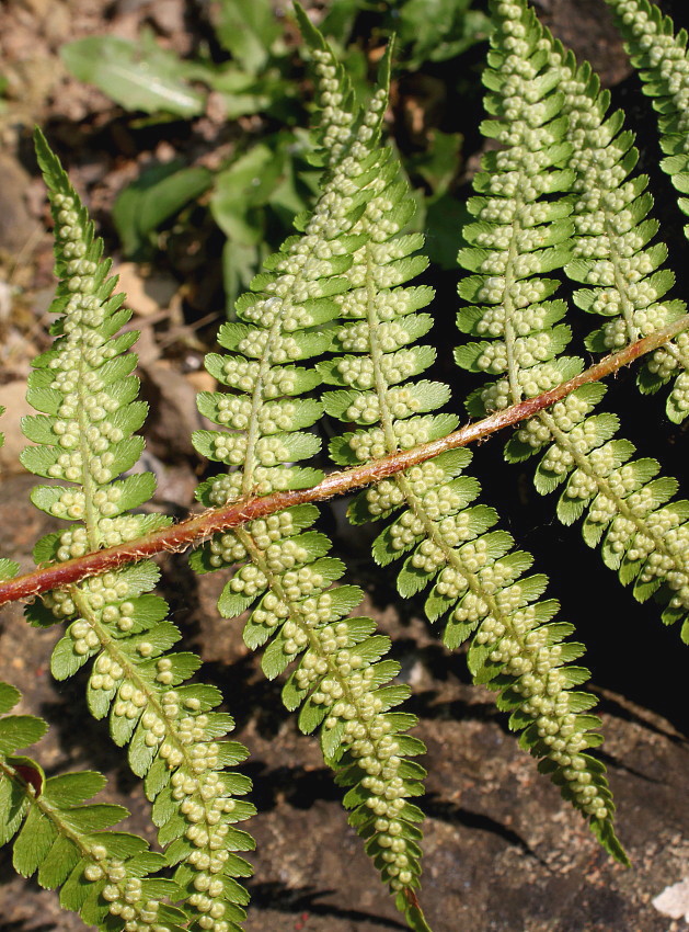 Image of Dryopteris filix-mas specimen.