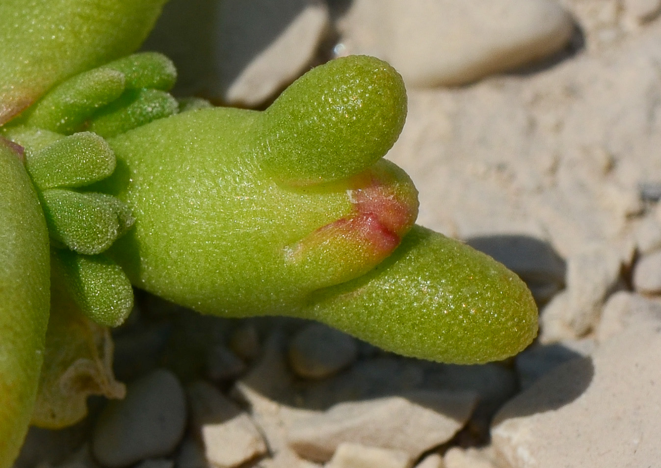 Image of Mesembryanthemum cryptanthum specimen.