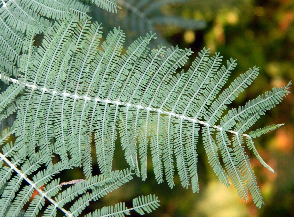 Изображение особи Acacia dealbata.