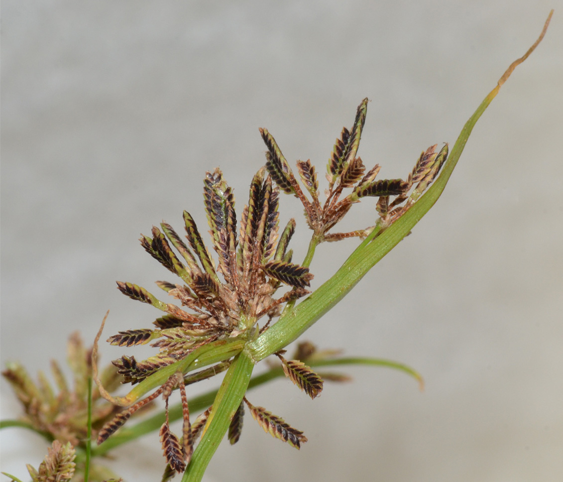 Изображение особи Cyperus fuscus.