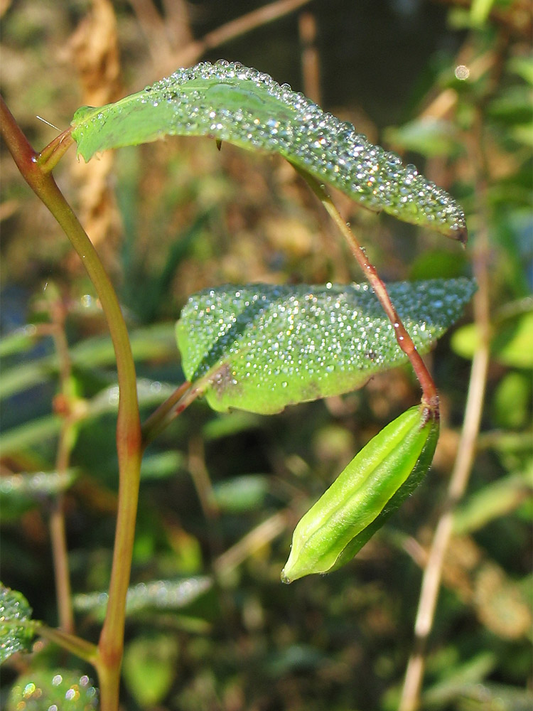 Изображение особи Impatiens capensis.