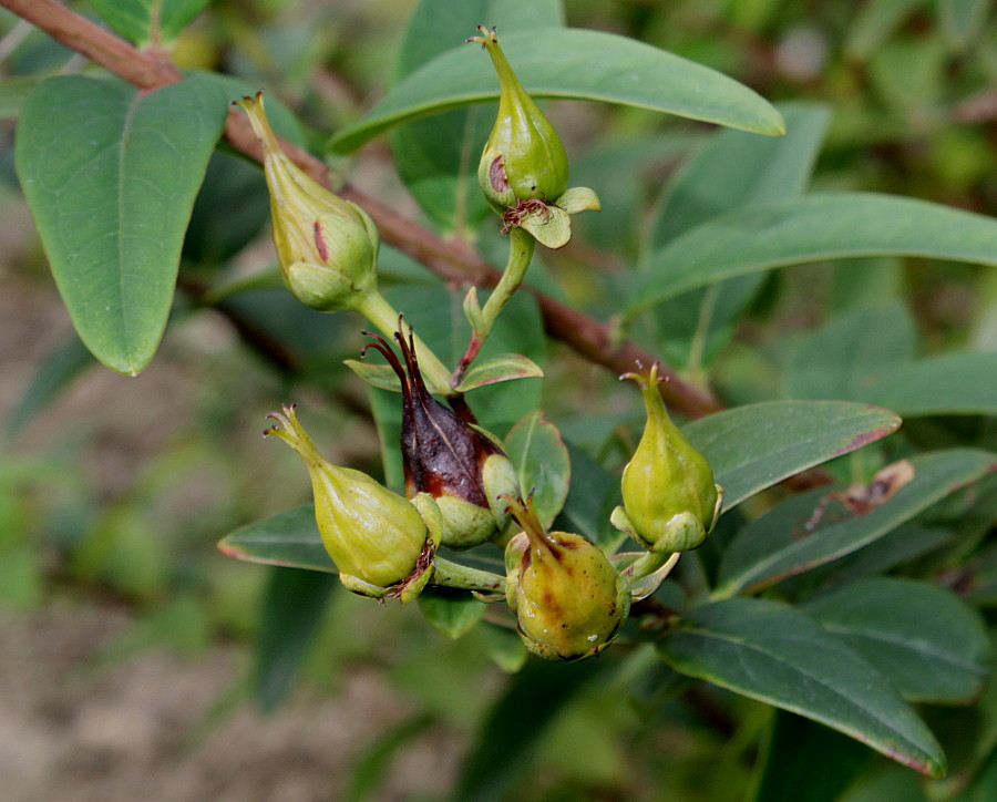 Image of Hypericum hookerianum specimen.