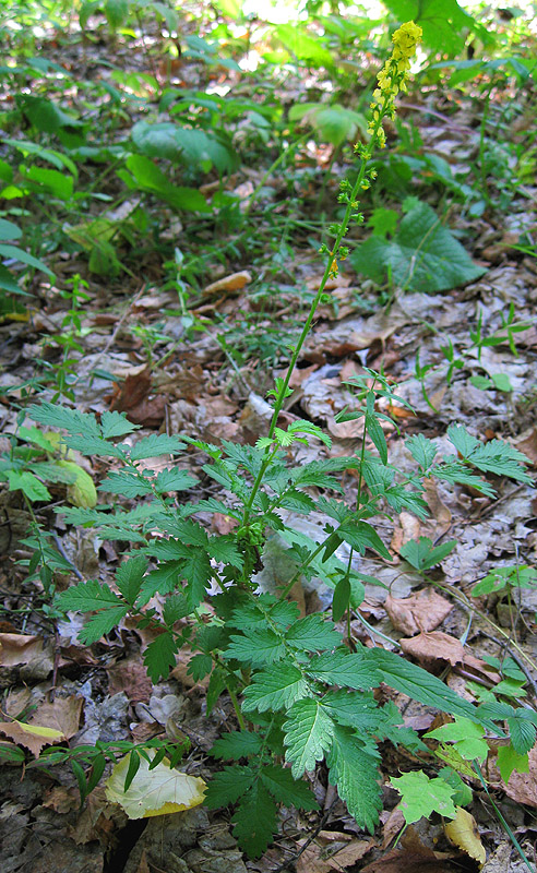 Image of Agrimonia asiatica specimen.