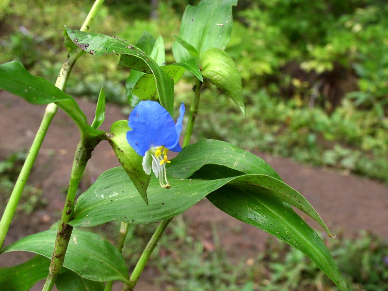 Изображение особи Commelina communis.