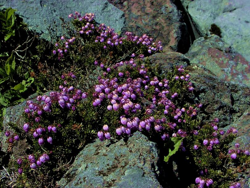 Image of Phyllodoce caerulea specimen.