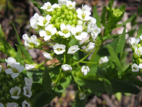 Image of Thlaspi arvense specimen.