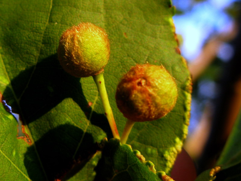 Image of Tilia nasczokinii specimen.