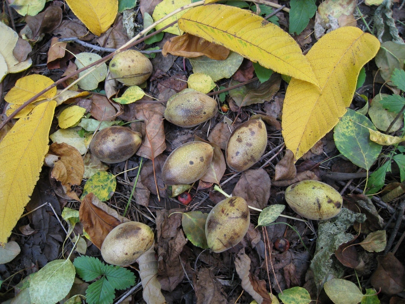 Image of Juglans mandshurica specimen.