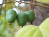 Actinidia arguta