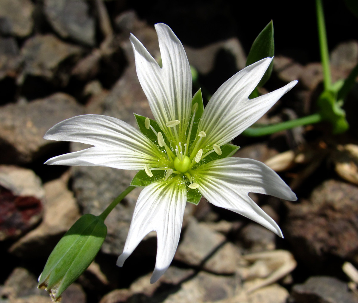 Image of Cerastium davuricum specimen.