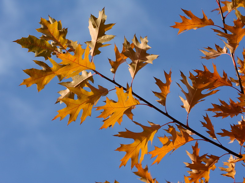 Image of Quercus rubra specimen.