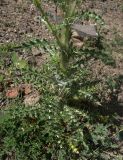 Cirsium echinus