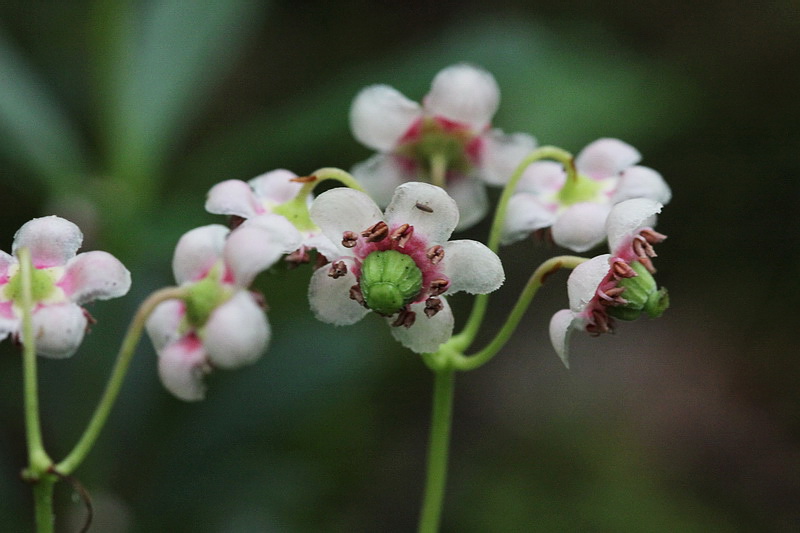 Image of Chimaphila umbellata specimen.