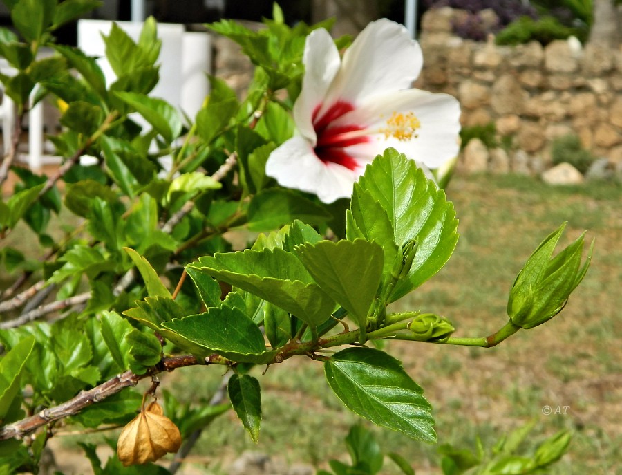 Изображение особи Hibiscus rosa-sinensis.