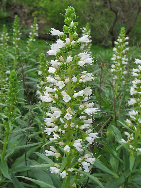 Image of Echium onosmifolium specimen.