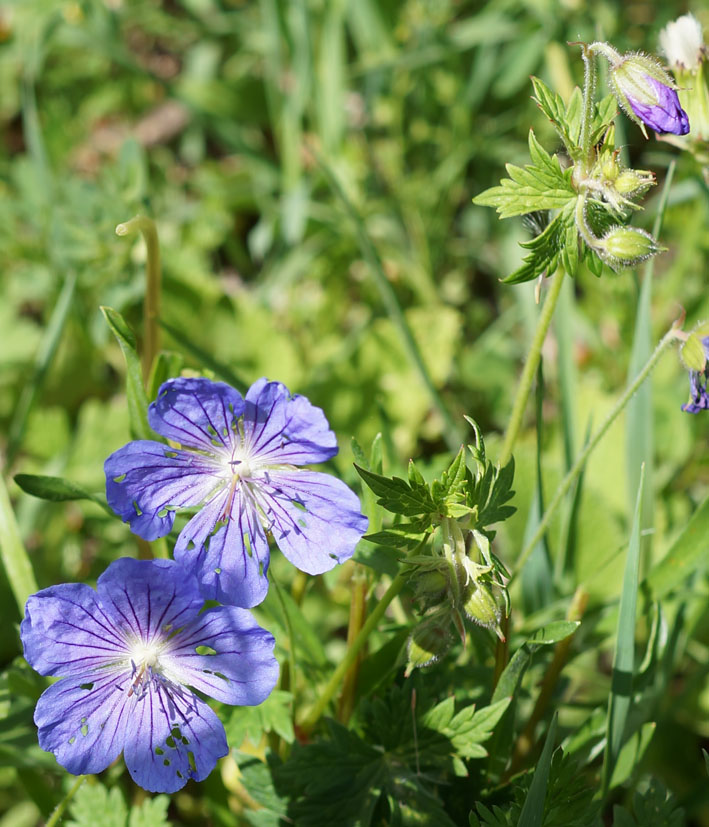 Image of Geranium ferganense specimen.