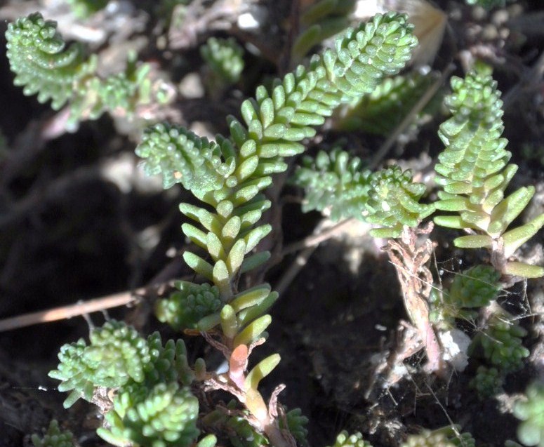 Изображение особи Sedum sexangulare.