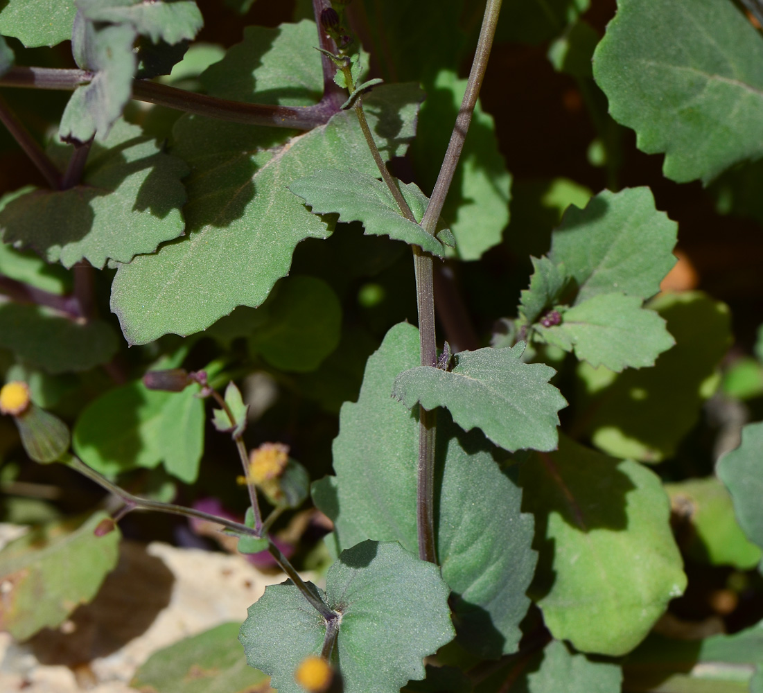 Изображение особи Senecio flavus.