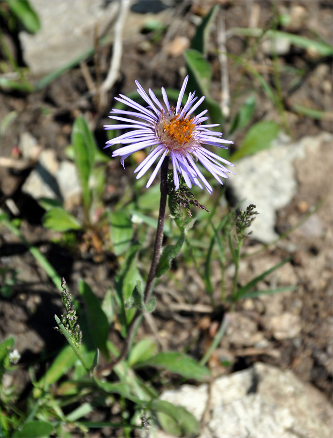 Изображение особи Erigeron flaccidus.