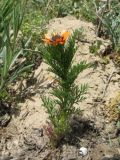 Adonis parviflora