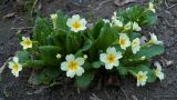 Primula vulgaris