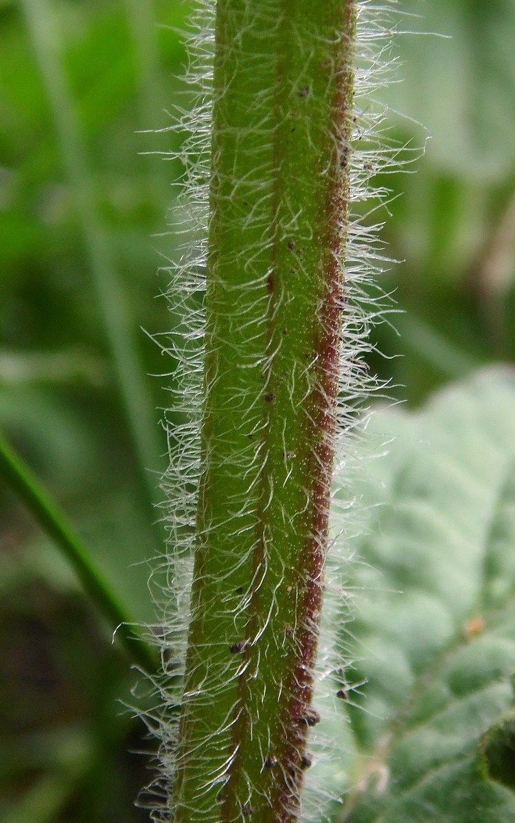 Image of Ajuga genevensis specimen.