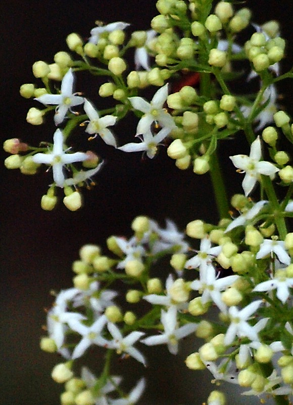 Изображение особи Galium album.