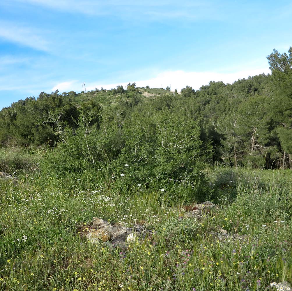 Image of Rhamnus lycioides specimen.