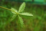 Potentilla reptans. Лист (нижняя сторона). Республика Адыгея, г. Майкоп, во дворе дома на лужайке. 05.06.2016.