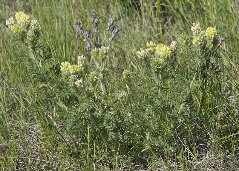 Изображение особи Oxytropis pilosa.